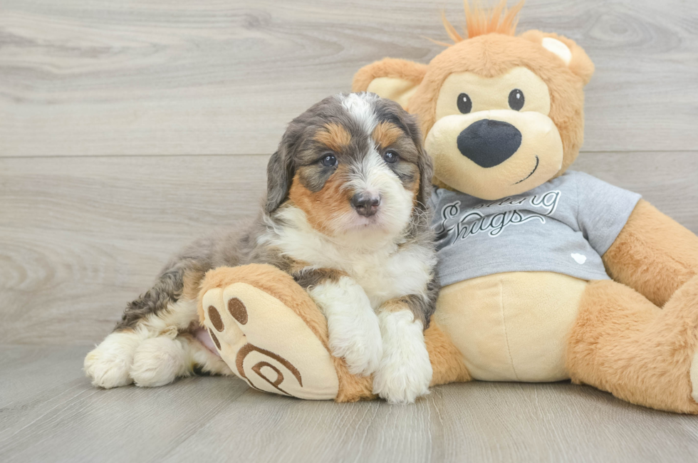 5 week old Mini Bernedoodle Puppy For Sale - Windy City Pups
