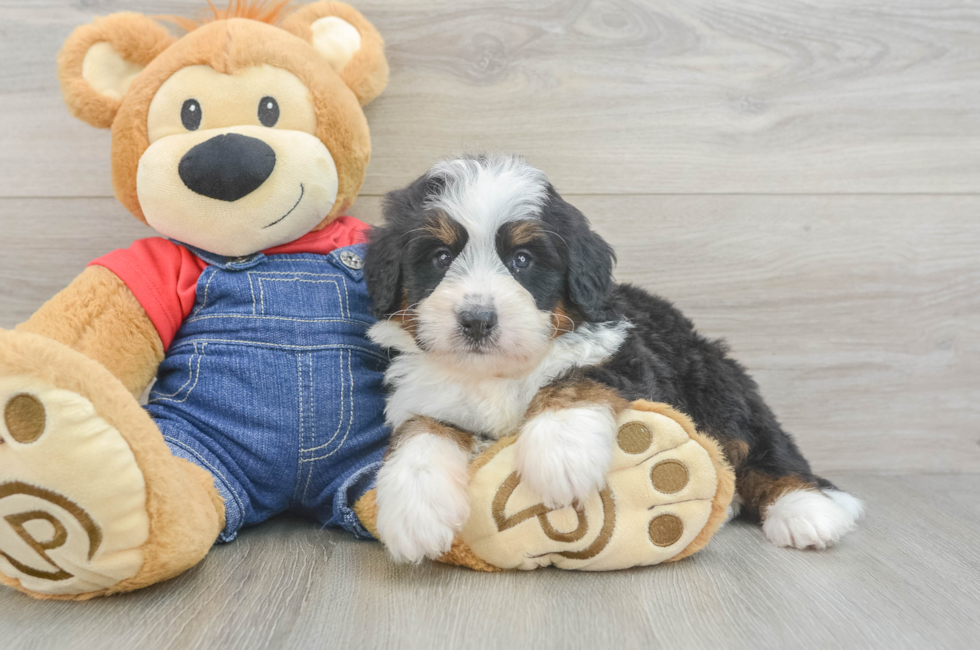 6 week old Mini Bernedoodle Puppy For Sale - Windy City Pups