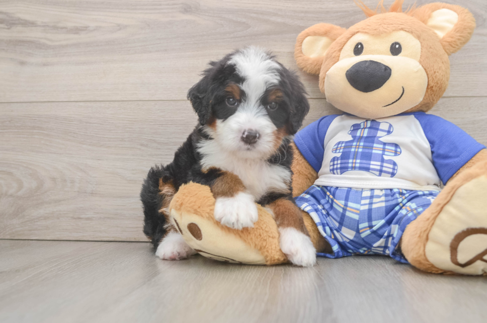 5 week old Mini Bernedoodle Puppy For Sale - Windy City Pups