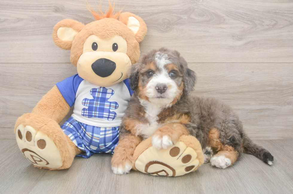 5 week old Mini Bernedoodle Puppy For Sale - Windy City Pups