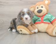 6 week old Mini Bernedoodle Puppy For Sale - Windy City Pups