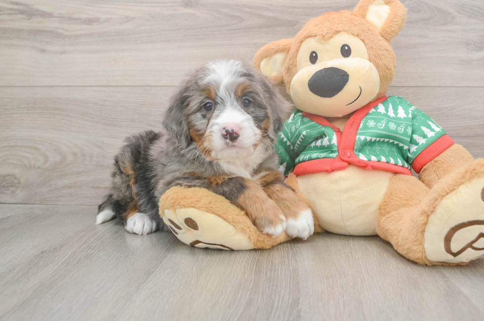 6 week old Mini Bernedoodle Puppy For Sale - Windy City Pups