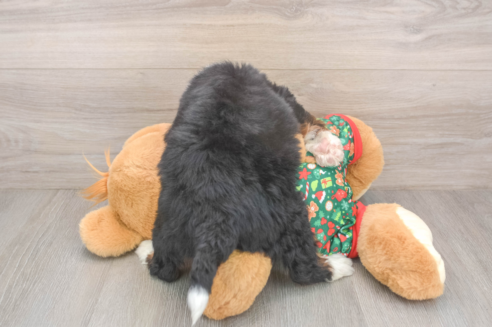 Mini Bernedoodle Puppy for Adoption