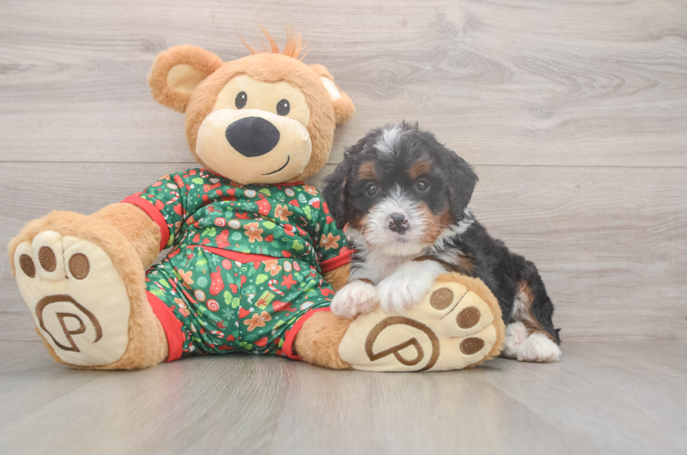 6 week old Mini Bernedoodle Puppy For Sale - Windy City Pups