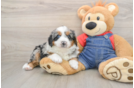 Fluffy Mini Bernedoodle Poodle Mix Pup