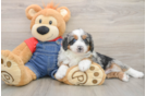 Smart Mini Bernedoodle Poodle Mix Pup