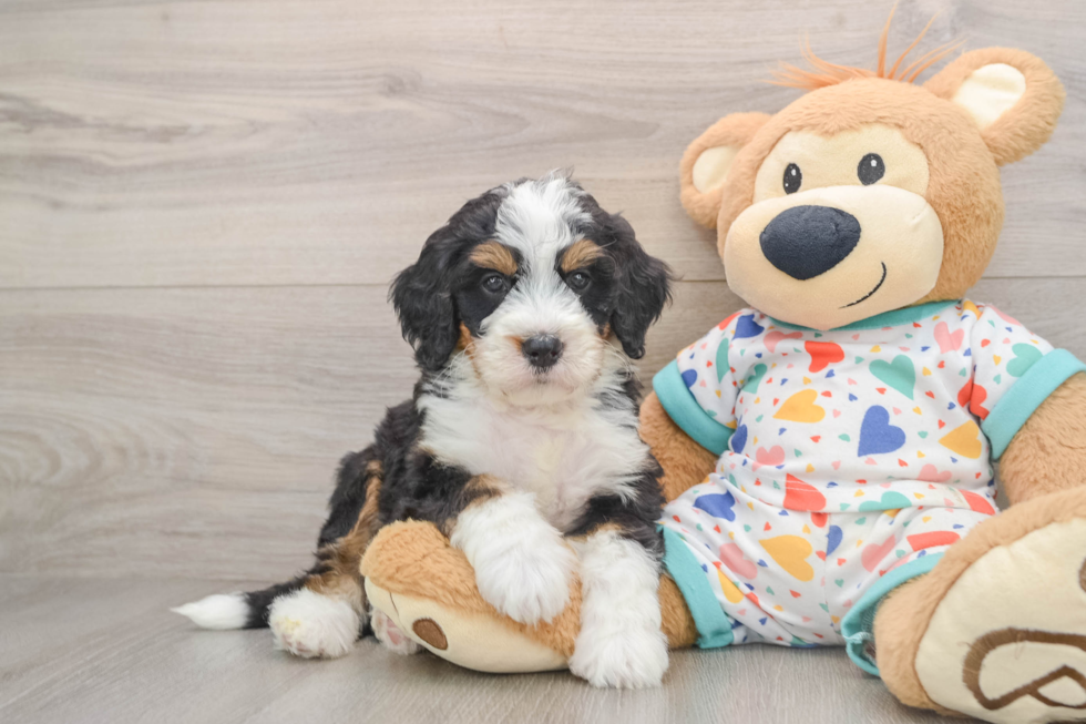 Mini Bernedoodle Pup Being Cute