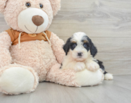 9 week old Mini Bernedoodle Puppy For Sale - Windy City Pups