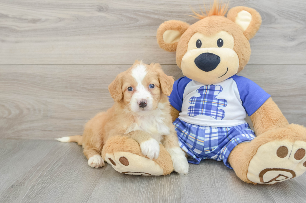 5 week old Mini Bernedoodle Puppy For Sale - Windy City Pups