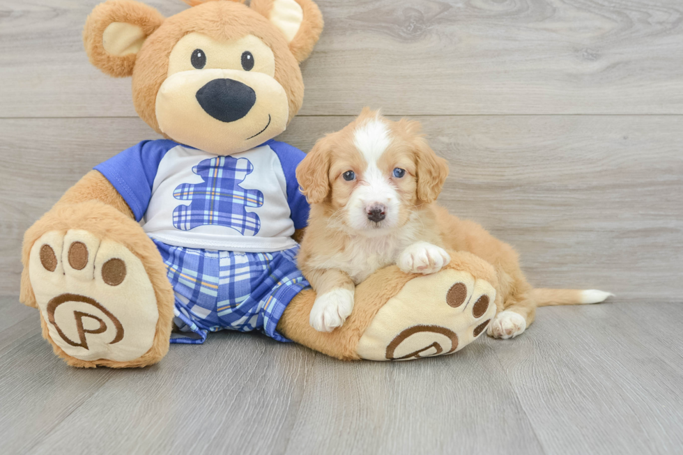 Energetic Mini Bernesepoo Poodle Mix Puppy