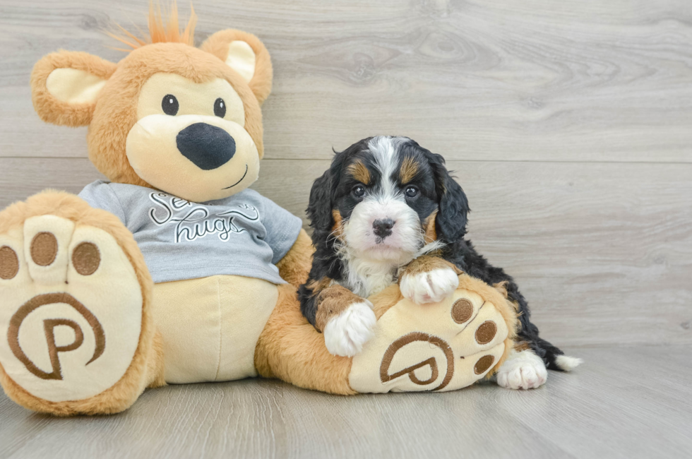 7 week old Mini Bernedoodle Puppy For Sale - Windy City Pups