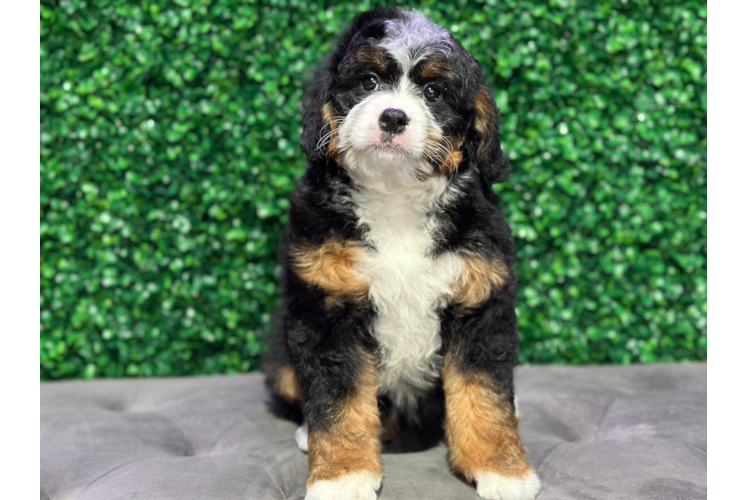 Cute Mini Bernesedoodle Poodle Mix Puppy