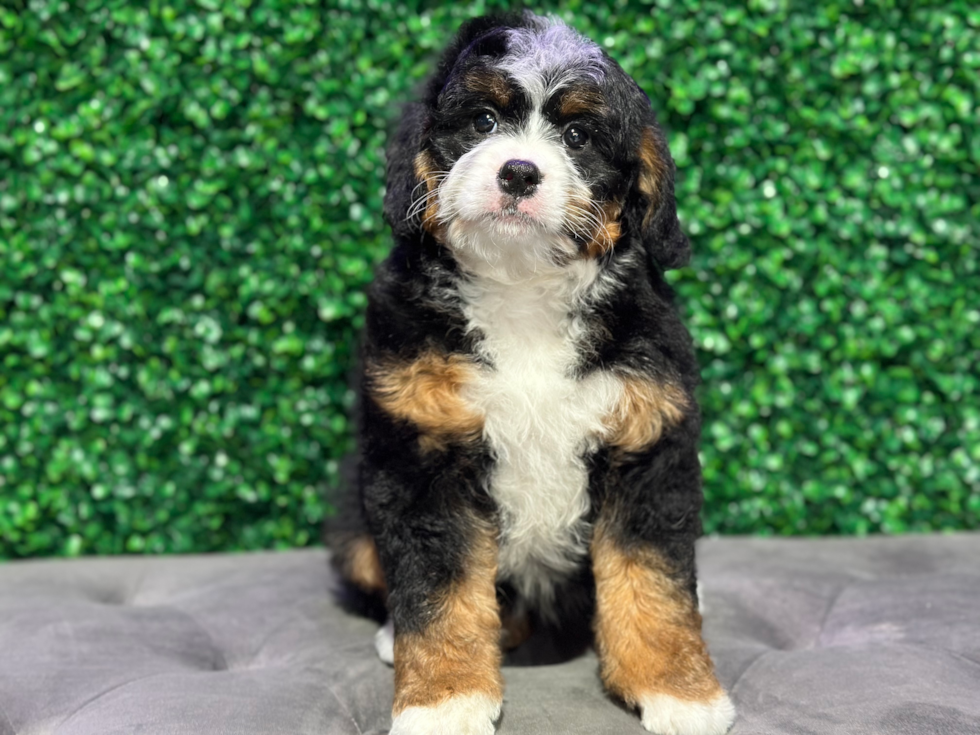 Cute Mini Bernesedoodle Poodle Mix Puppy