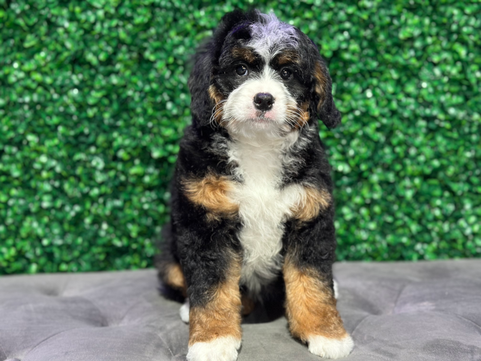 Mini Bernedoodle Pup Being Cute