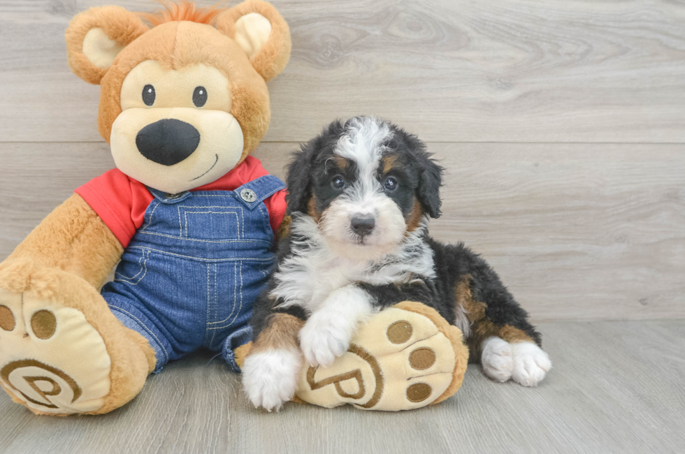 6 week old Mini Bernedoodle Puppy For Sale - Windy City Pups