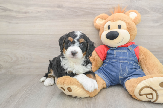 Smart Mini Bernedoodle Poodle Mix Pup