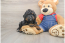 Mini Bernedoodle Pup Being Cute