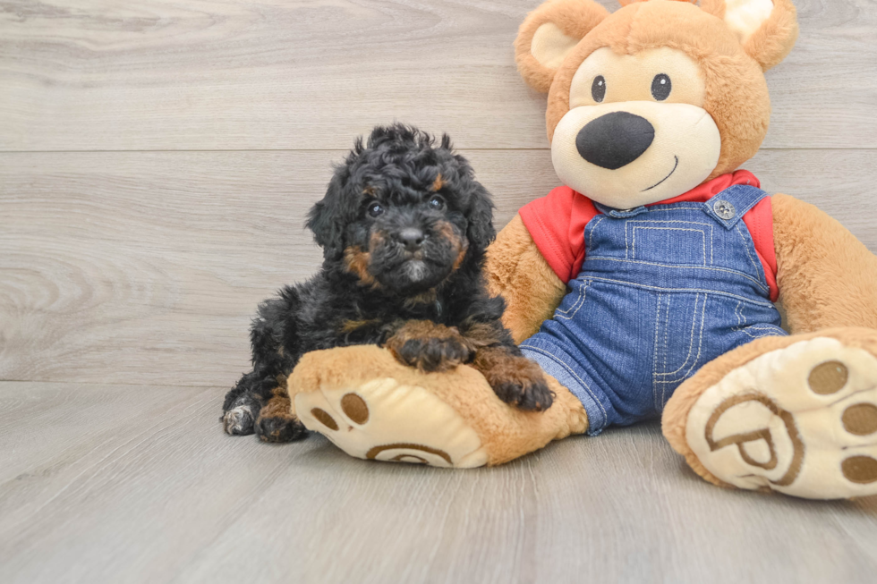 Mini Bernedoodle Pup Being Cute