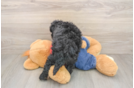 Small Mini Bernedoodle Baby