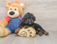7 week old Mini Bernedoodle Puppy For Sale - Windy City Pups