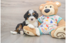 Petite Mini Bernedoodle Poodle Mix Pup