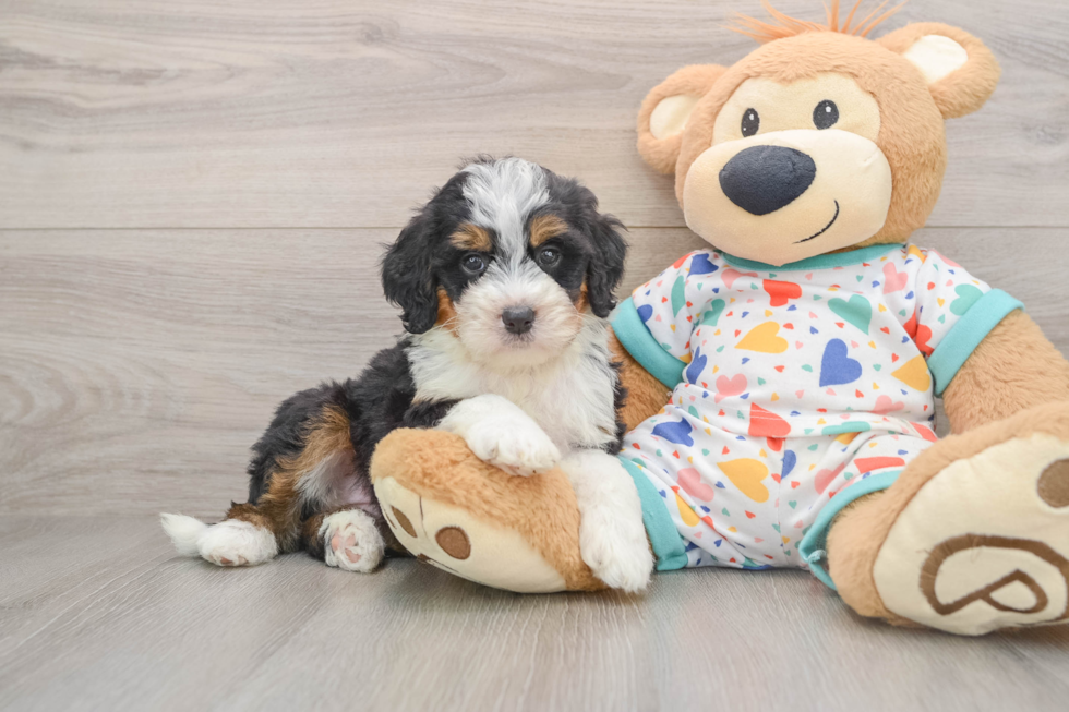 Petite Mini Bernedoodle Poodle Mix Pup