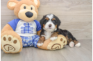 Popular Mini Bernedoodle Poodle Mix Pup