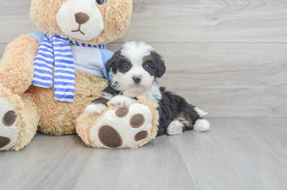 9 week old Mini Bernedoodle Puppy For Sale - Windy City Pups