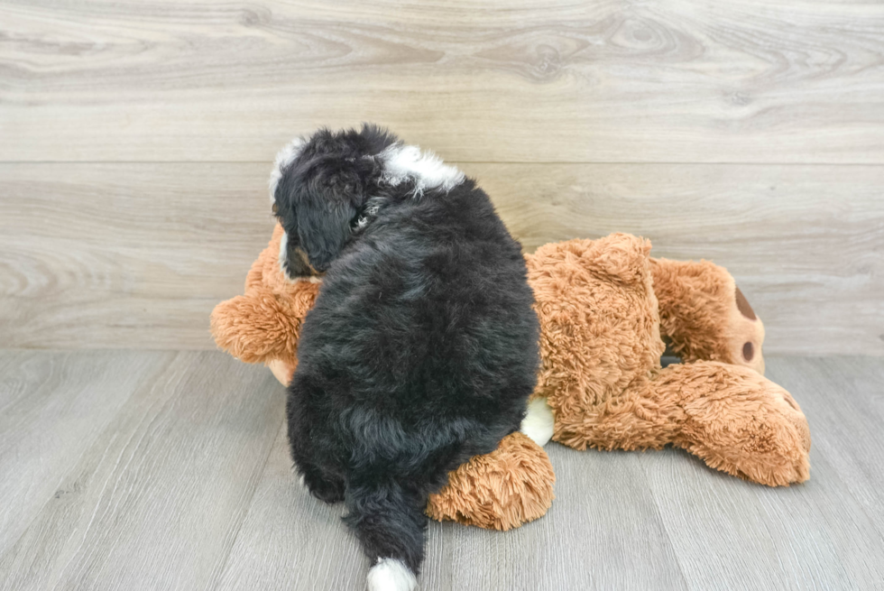 Mini Bernedoodle Pup Being Cute