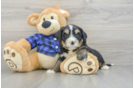 Smart Mini Bernedoodle Poodle Mix Pup