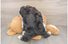 Mini Bernedoodle Puppy for Adoption