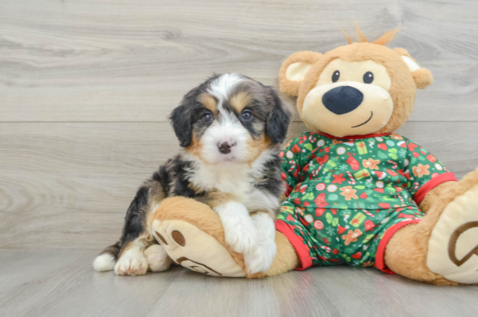 5 week old Mini Bernedoodle Puppy For Sale - Windy City Pups