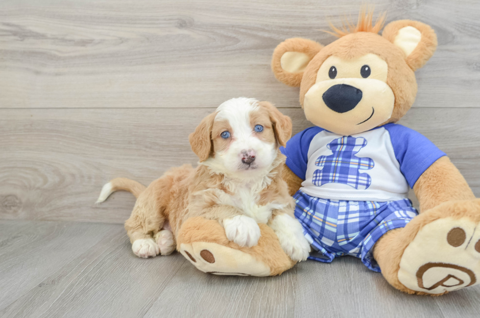 5 week old Mini Bernedoodle Puppy For Sale - Windy City Pups