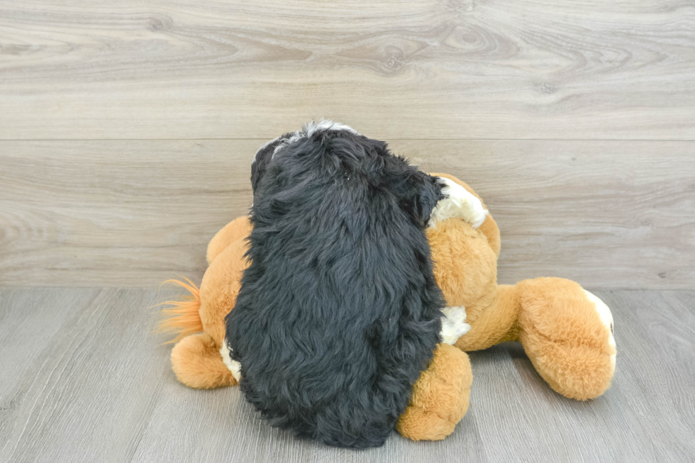 Best Mini Bernedoodle Baby