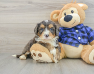 8 week old Mini Bernedoodle Puppy For Sale - Windy City Pups
