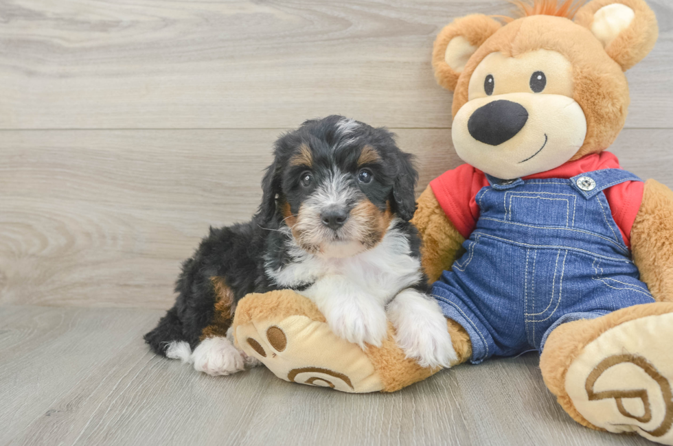 6 week old Mini Bernedoodle Puppy For Sale - Windy City Pups