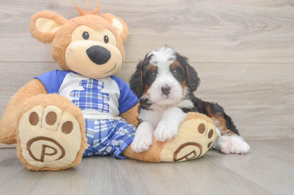 5 week old Mini Bernedoodle Puppy For Sale - Windy City Pups