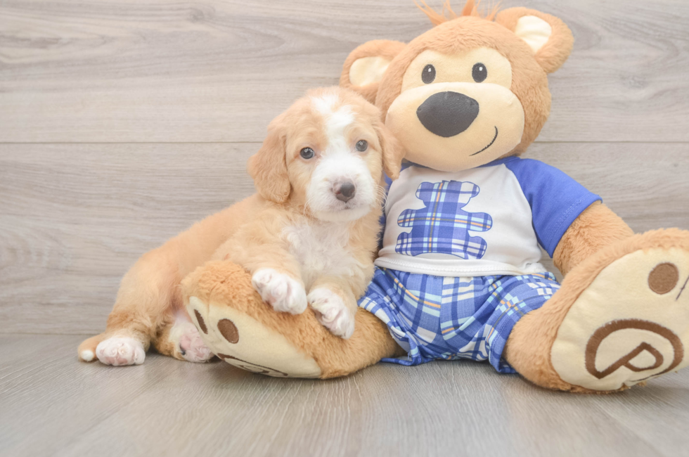 5 week old Mini Bernedoodle Puppy For Sale - Windy City Pups