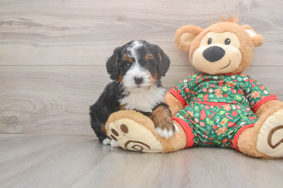 Funny Mini Bernedoodle Poodle Mix Pup