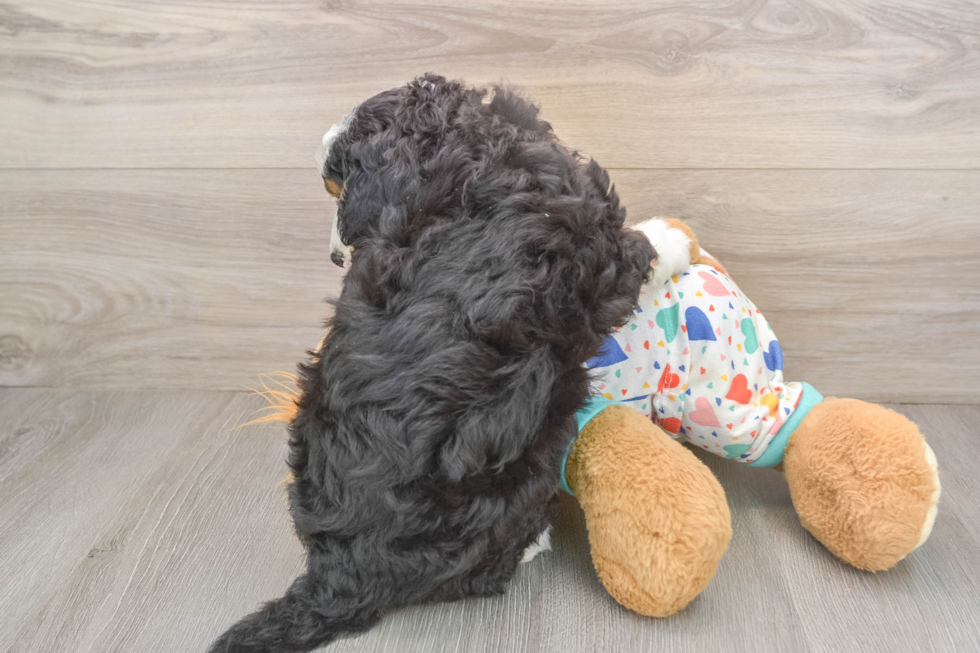 Mini Bernedoodle Puppy for Adoption