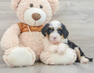 9 week old Mini Bernedoodle Puppy For Sale - Windy City Pups