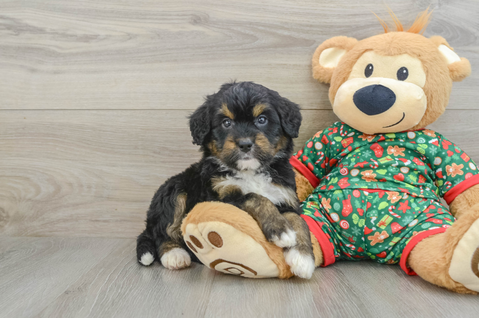 5 week old Mini Bernedoodle Puppy For Sale - Windy City Pups