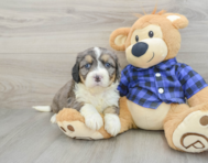 8 week old Mini Bernedoodle Puppy For Sale - Windy City Pups