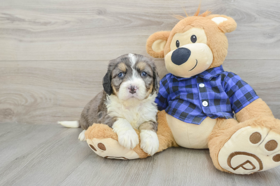 8 week old Mini Bernedoodle Puppy For Sale - Windy City Pups