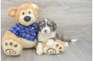 Mini Bernedoodle Puppy for Adoption