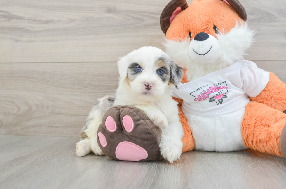 6 week old Mini Bernedoodle Puppy For Sale - Windy City Pups