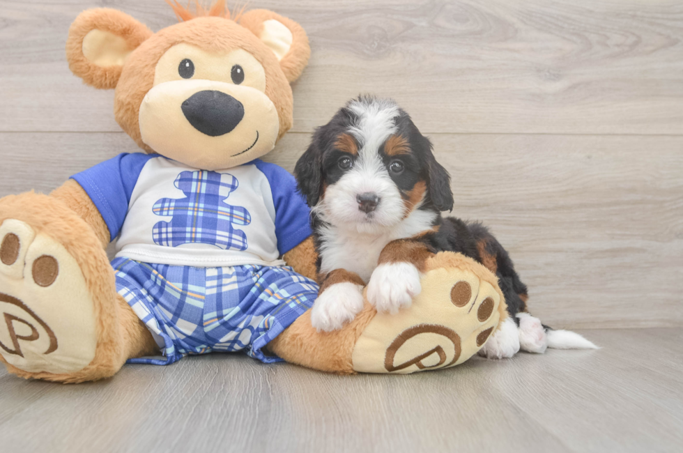 5 week old Mini Bernedoodle Puppy For Sale - Windy City Pups