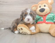 6 week old Mini Bernedoodle Puppy For Sale - Windy City Pups