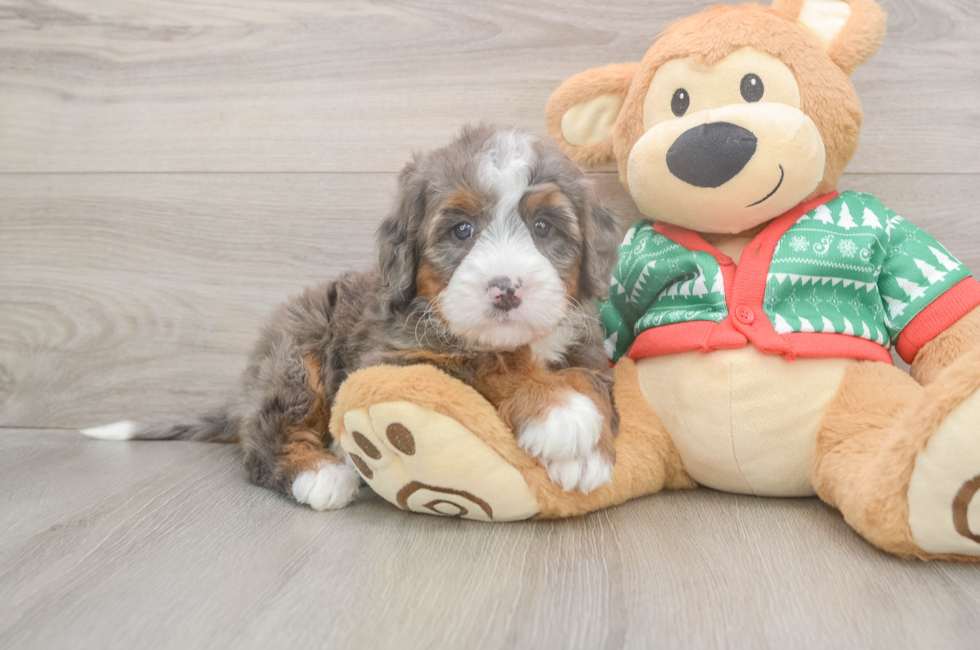 6 week old Mini Bernedoodle Puppy For Sale - Windy City Pups