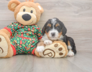 7 week old Mini Bernedoodle Puppy For Sale - Windy City Pups